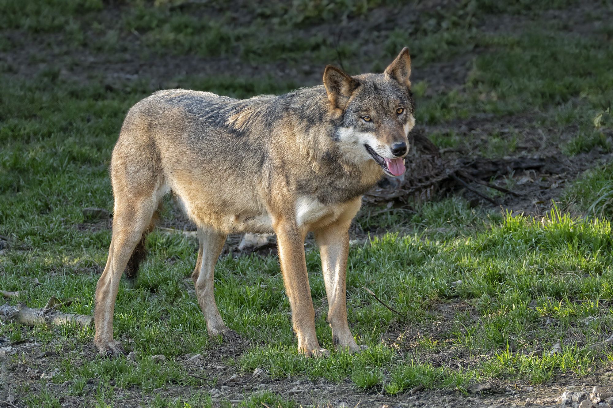 wolfgang-dolak-canis-lupus-45x30-360dpi-02